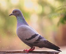 Mimpi Dapat Burung Merpati